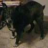 A photo of Baby the dog a med shepherd pitbull mix.
